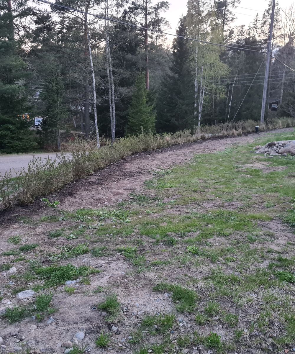 Plantering Liguster-häck, Ingarö